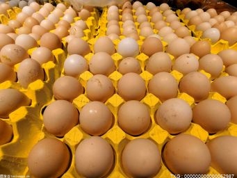 市场走货速度加快 8月鸡蛋需求较前期明显增强