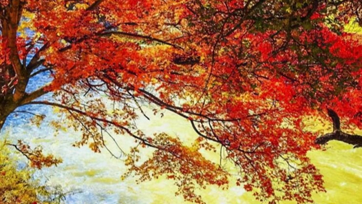 北京公园景区进入红叶最佳观赏季
