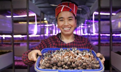 贵州剑河县食用菌产业集聚，大力发展产业