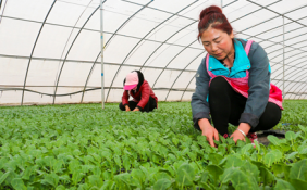 貴州經濟運行總體平穩，前三季度農業增長