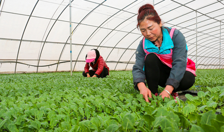 安徽农民人均收入13988元，增长11.7%
