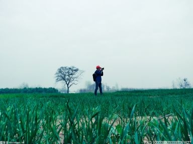 浙江率先实现“水稻完全成本保险”省域全覆盖 为农民种粮“兜底”保本
