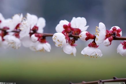 寒潮来袭东湖梅园中的梅花却傲霜绽放 春节期间迎最佳观赏期