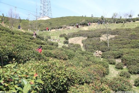 浙江宁波奉化区今年春茶生产进入尾声 名优茶产量同比稳中有升