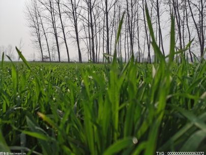 唐山市农业农村局：冬小麦节水品种累计推广面积达89.4万亩