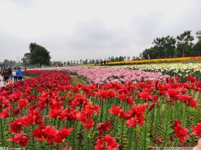 北京香山公園打造爛漫的“山花海洋”迎接“五一”勞動節的到來
